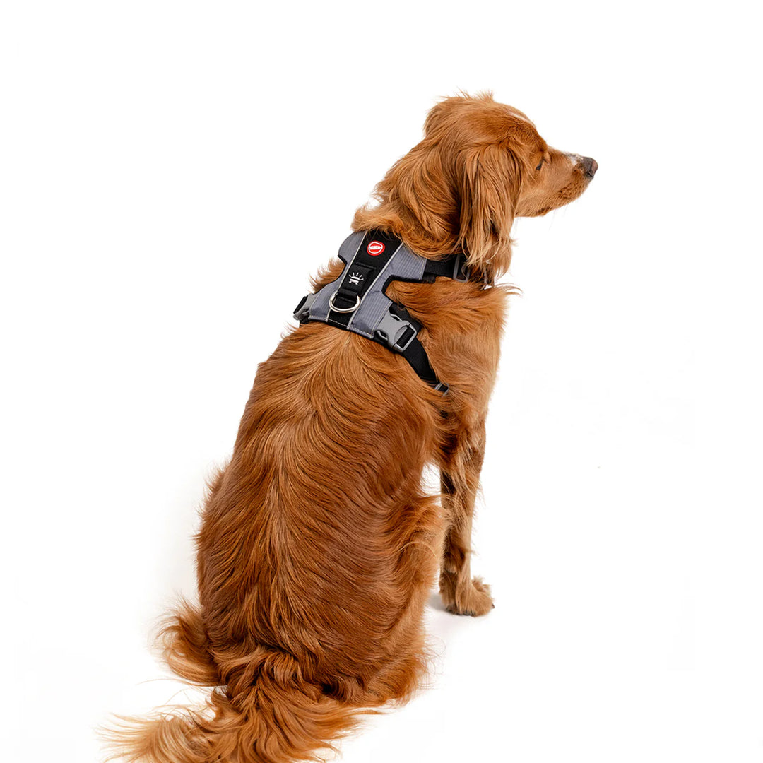 EzyDog X-Link Harness - Black