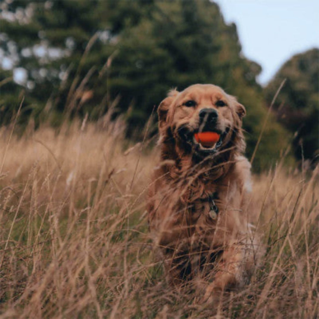 Beco Fetch Ball - Orange