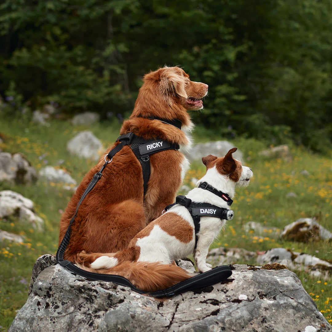 EzyDog Express Harness - Red