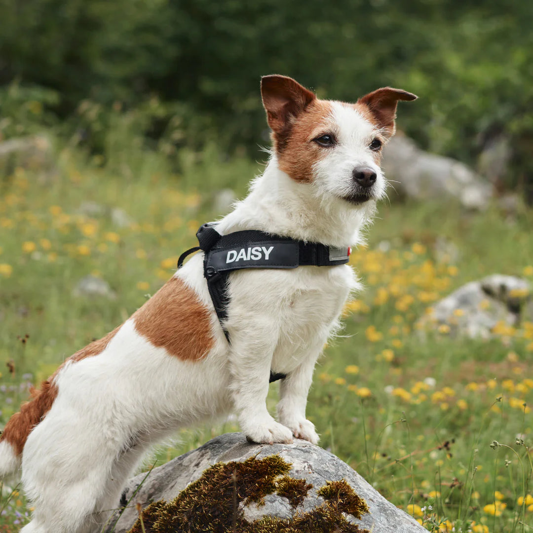 EzyDog Express Harness - Red