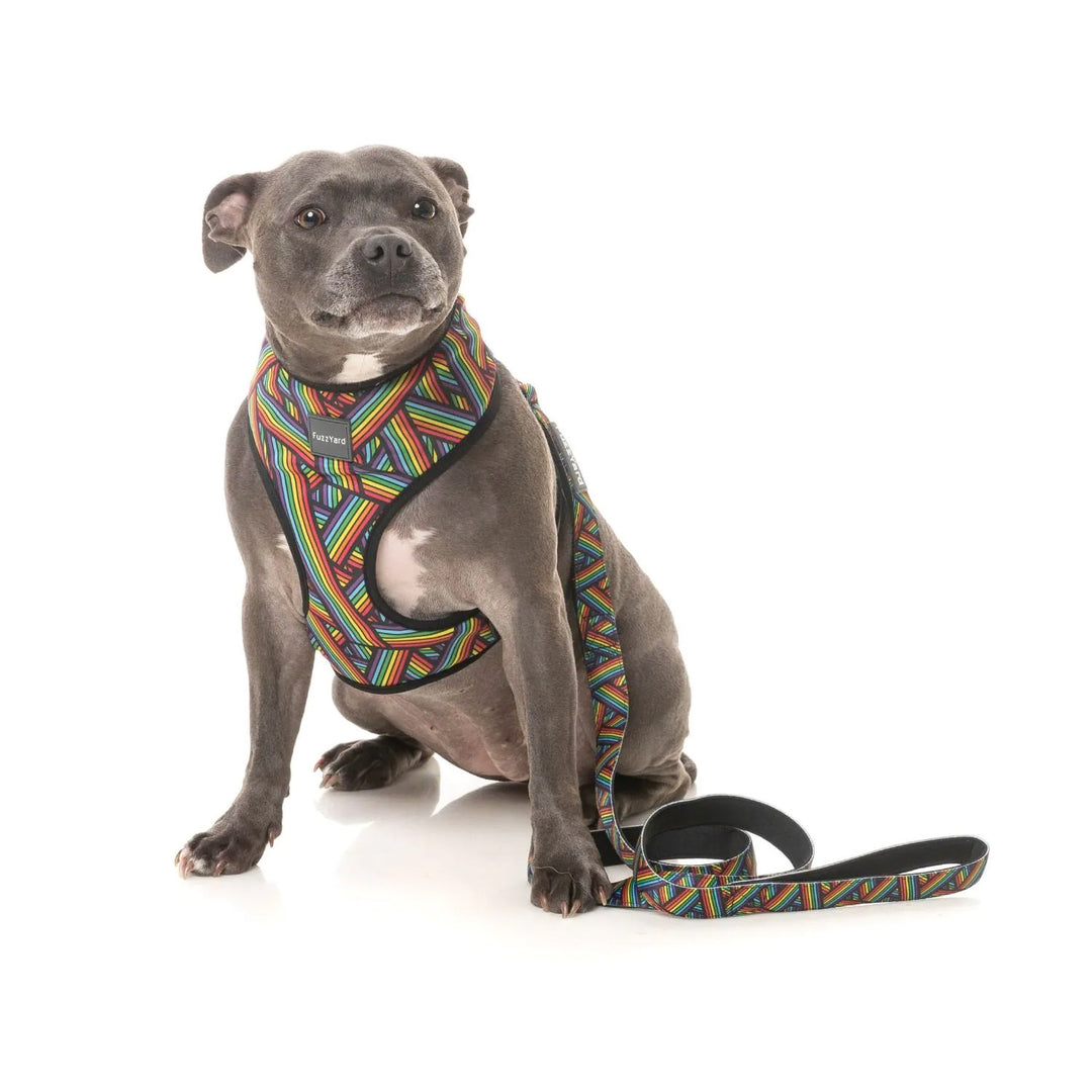 Dog Harness - Rainbow Northcote