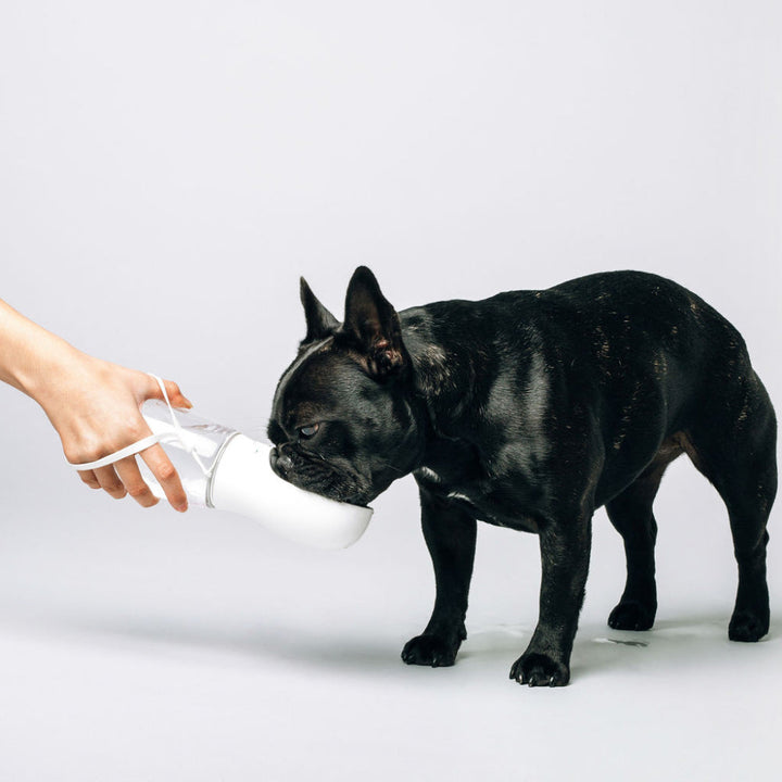 Thirsty Dog Bottle