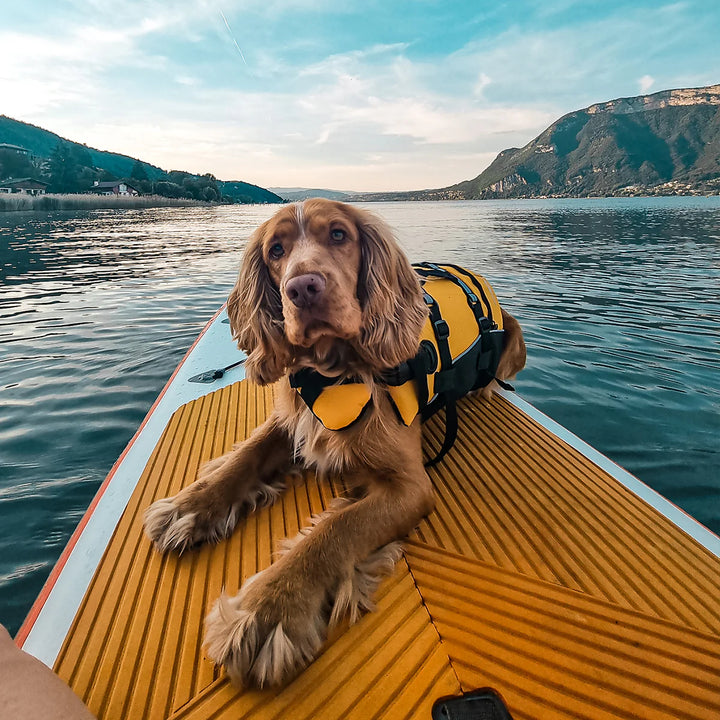 EzyDog Flotation Vest With Grab Handle