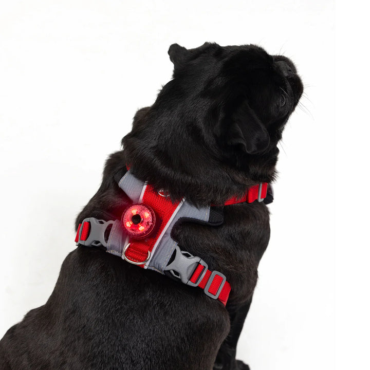 EzyDog Go2 Attachable Dog Light - Red