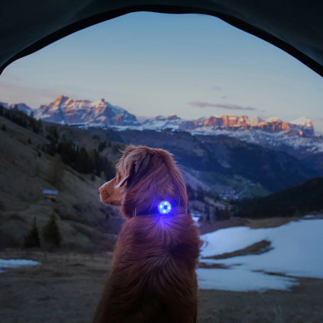 EzyDog Go2 Attachable Dog Light - Multi