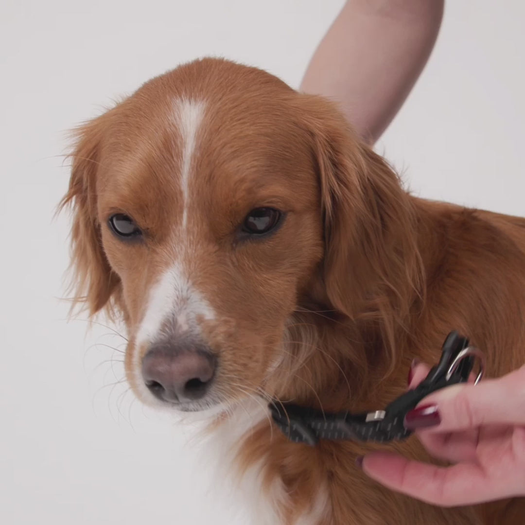 EzyDog Double Up Collar - Corduroy