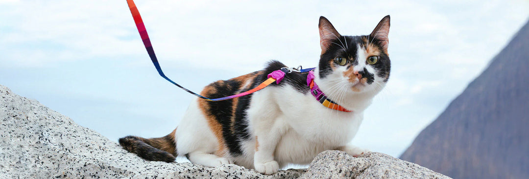 Zee.Cat Harness With Leash - Prisma