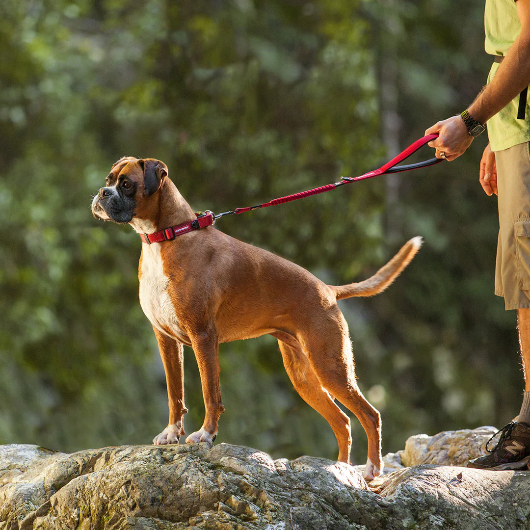 EzyDog Zero Shock Leash - Red 64cm / 120cm